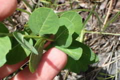 Phyllanthopsis phyllanthoides