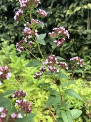 Origanum vulgare