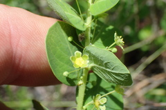 Phyllanthopsis phyllanthoides