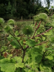 Arctium lappa
