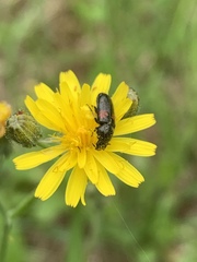 Divales bipustulatus