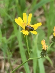 Divales bipustulatus