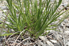 Liatris oligocephala