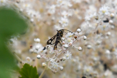 Synanthedon tipuliformis