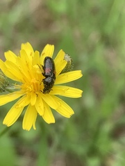Divales bipustulatus