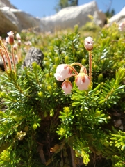 Phyllodoce × intermedia