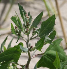 Atriplex glabriuscula