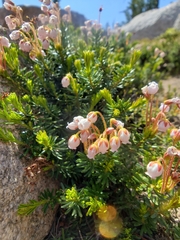 Phyllodoce × intermedia