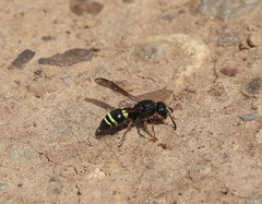 Ancistrocerus scoticus