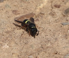 Ancistrocerus scoticus