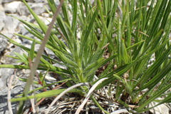 Liatris oligocephala