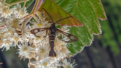 Synanthedon tipuliformis