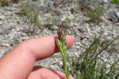 Liatris oligocephala