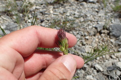 Liatris oligocephala