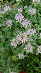 Monarda fistulosa