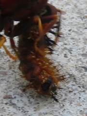 Polygonia interrogationis