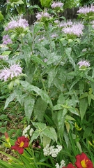 Monarda fistulosa
