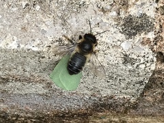 Megachile