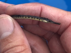 Syngnathus rostellatus