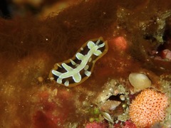 Pseudoceros imperatus