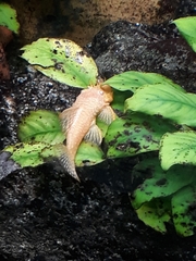 Ancistrus