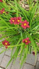 Hemerocallis