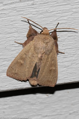 Leucania pseudargyria