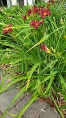 Hemerocallis