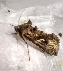 Autographa mandarina