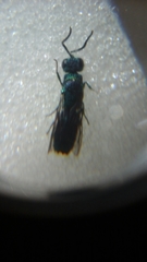 Chrysidoidea