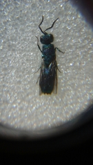Chrysidoidea