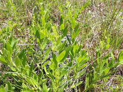 Lithospermum decipiens