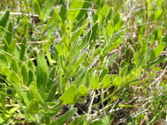 Lithospermum decipiens