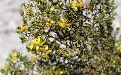 Larrea tridentata