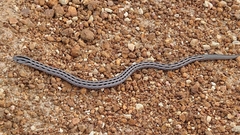 Pygopus lepidopodus