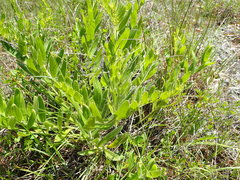 Lithospermum decipiens