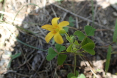 Oxalis macrantha