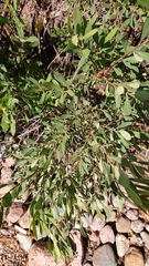 Myrica