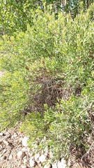 Myrica