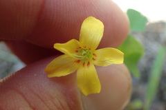 Oxalis macrantha