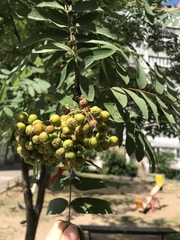 Sorbus aucuparia