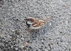 Passer domesticus