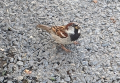 Passer domesticus