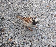 Passer domesticus