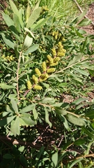 Myrica