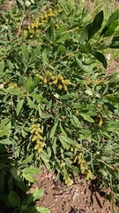 Myrica