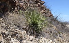 Dasylirion cedrosanum