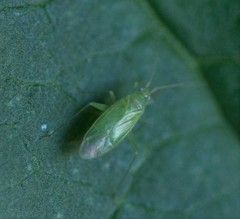 Blepharidopterus diaphanus