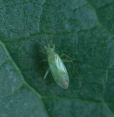 Blepharidopterus diaphanus