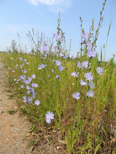 Chicory
